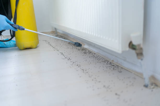 Best Wasp Removal Services  in Elk River, MN